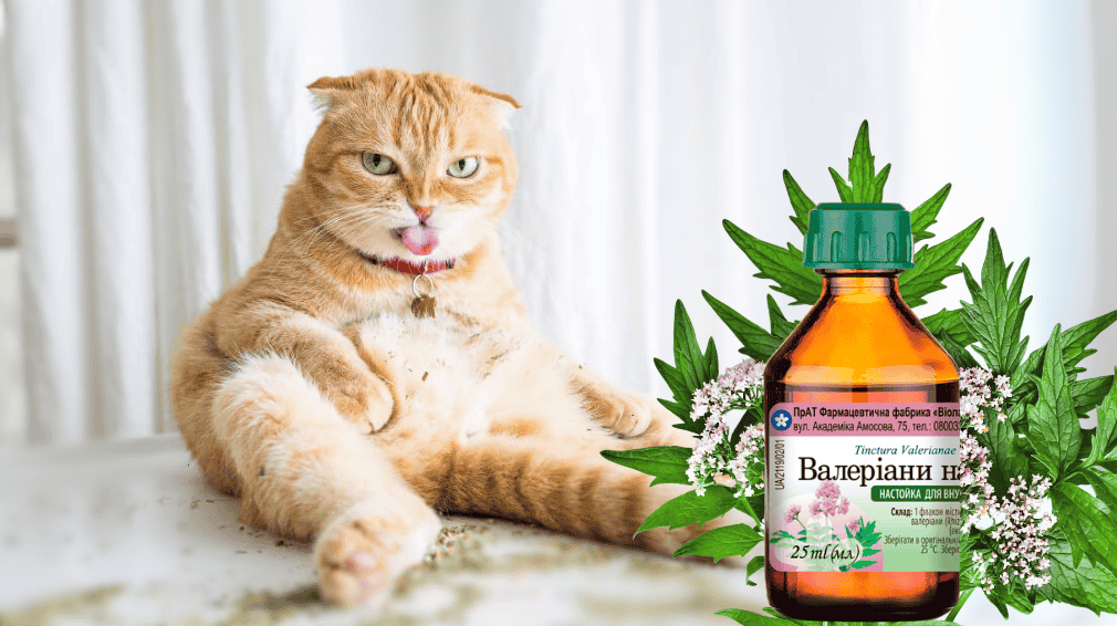 Почему коты любят валерьянку?